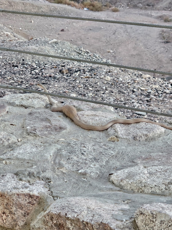 Psammophis aegyptius  photographed by אסף הברי 