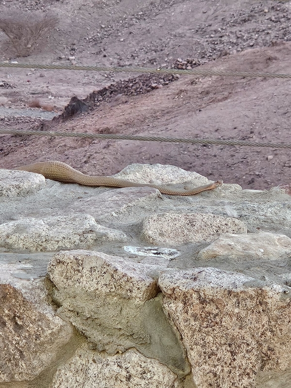 Psammophis aegyptius  photographed by אסף הברי 