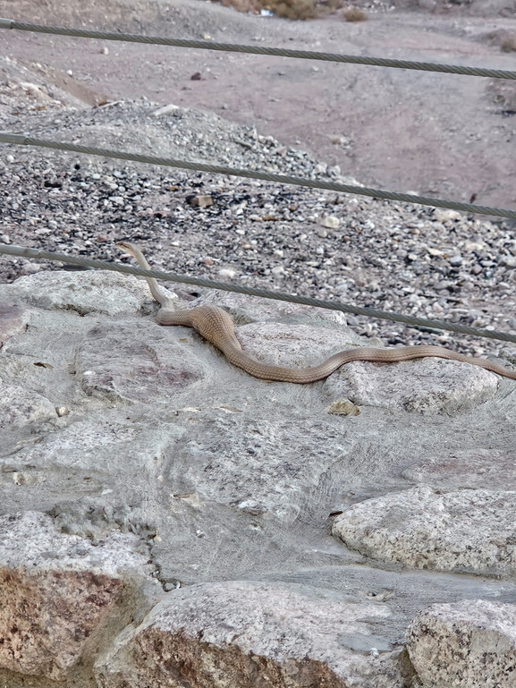 Psammophis aegyptius  photographed by אסף הברי 