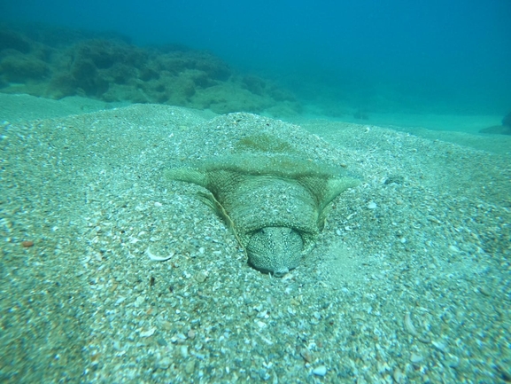 Trionyx triunguis  photographed by אמיר פרלברג 