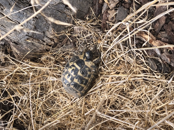 Testudo graeca  photographed by גיא פרי 