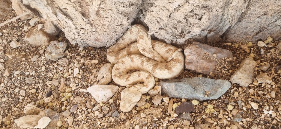 שפיפון  צולם על ידי דניאל שמר 