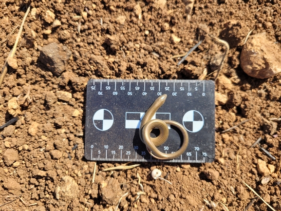 Chalcides guentheri  photographed by אור מילשטיין 