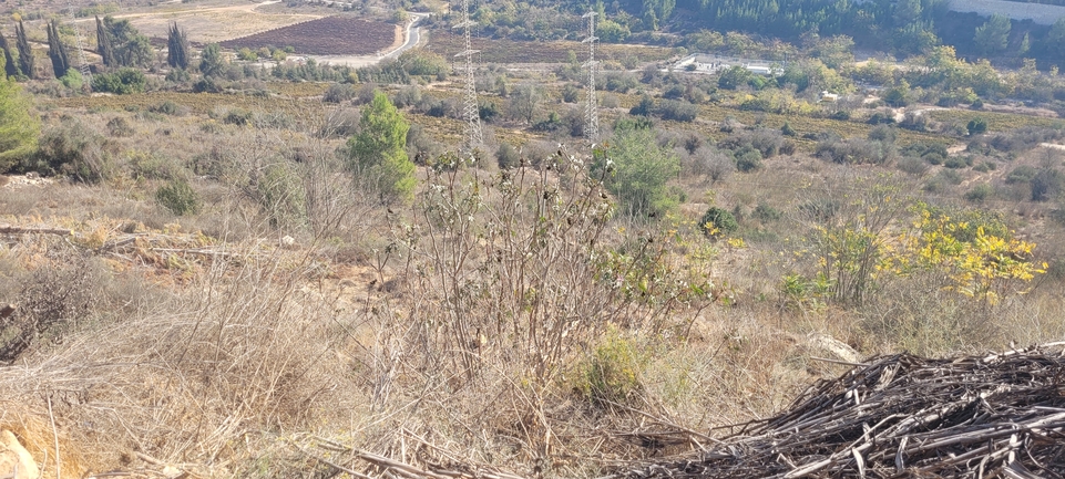 חרדון מצוי  צולם על ידי ליעד כהן 