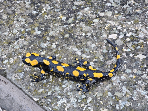 Salamandra infraimmaculata  photographed by נעם רווח 