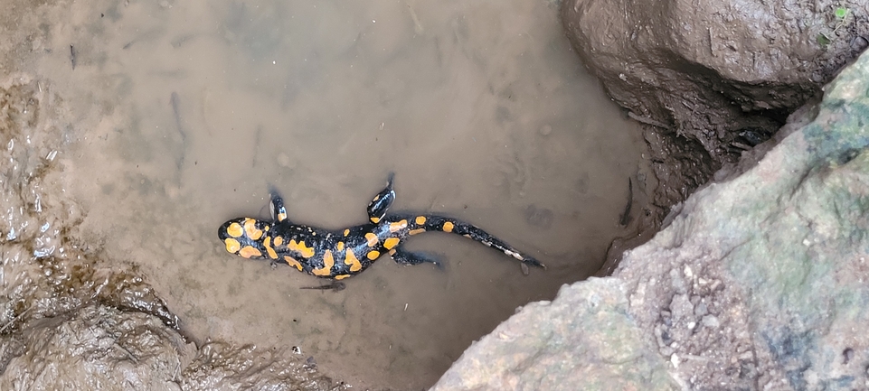 Salamandra infraimmaculata  photographed by עומר בן חיים 