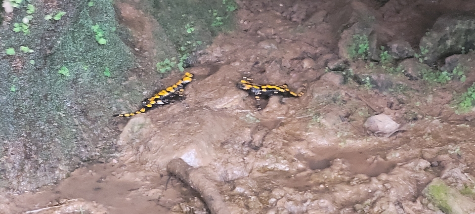 Salamandra infraimmaculata  photographed by עומר בן חיים 