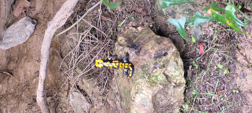 Salamandra infraimmaculata  photographed by עומר בן חיים 