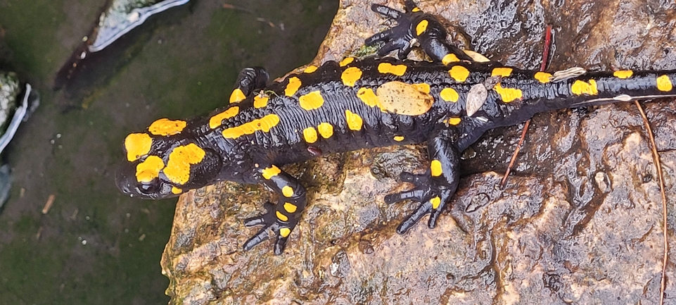 Salamandra infraimmaculata  photographed by עומר בן חיים 