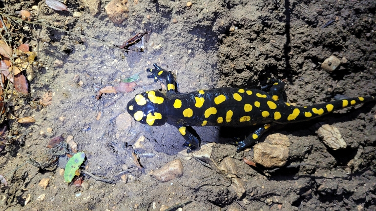 Salamandra infraimmaculata  