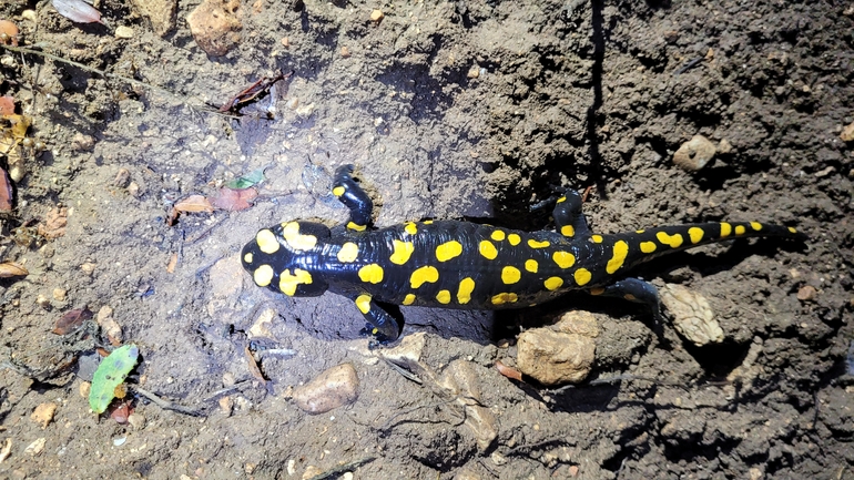 Salamandra infraimmaculata  