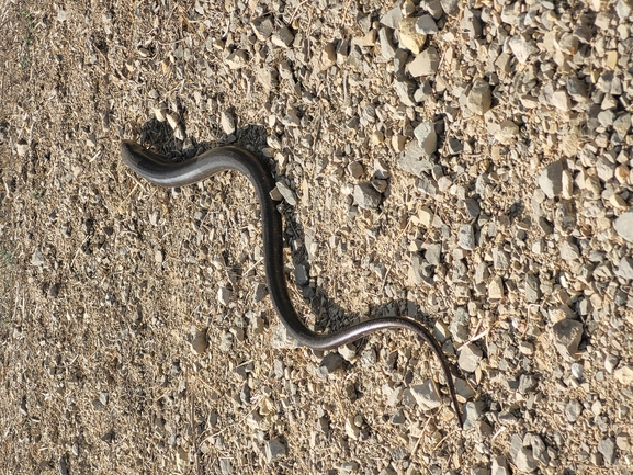 קמטן  צולם על ידי ניב טורס 