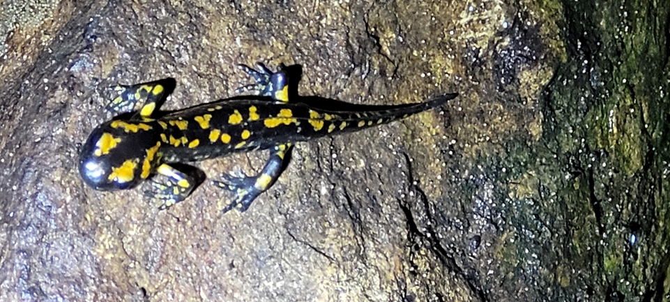 Salamandra infraimmaculata  photographed by IdanT@npa.org.il 