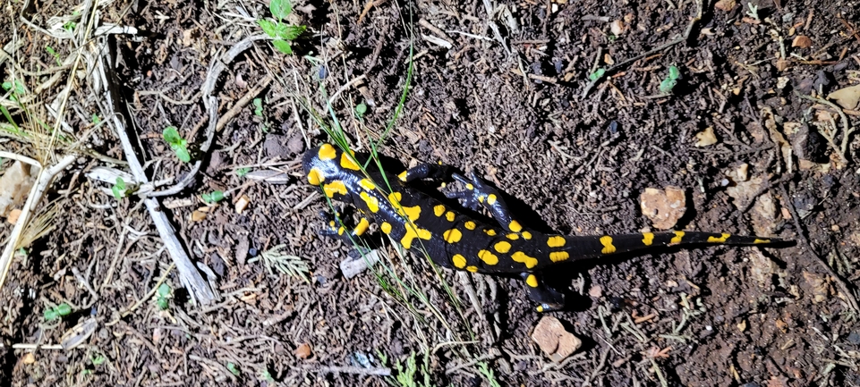 Salamandra infraimmaculata  photographed by IdanT@npa.org.il 