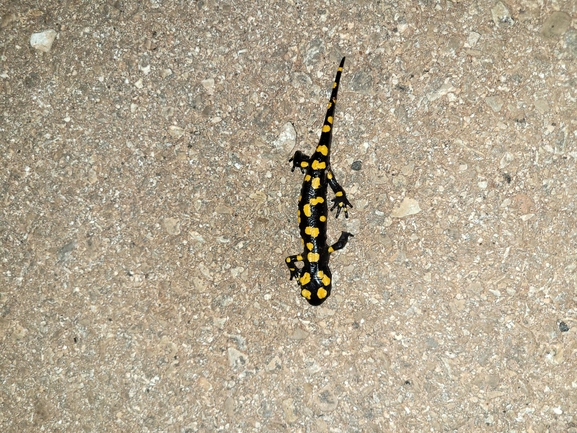 Salamandra infraimmaculata  