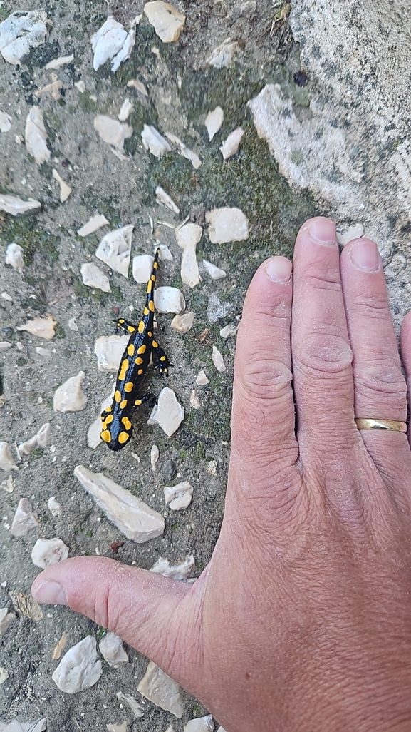 Salamandra infraimmaculata  photographed by נעם רווח 