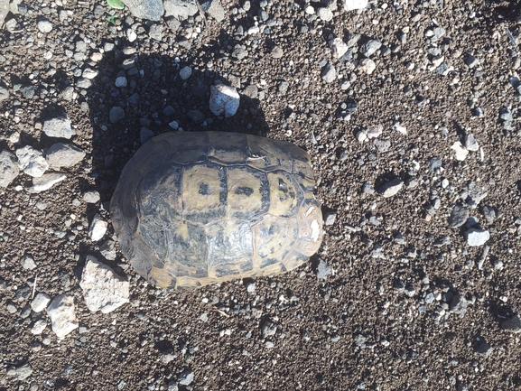 Testudo graeca  photographed by ליאל אלישע 