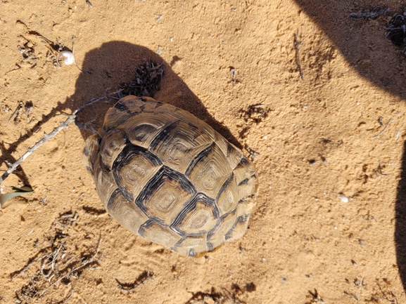 Testudo kleinmanni  photographed by יובל הרמתי 