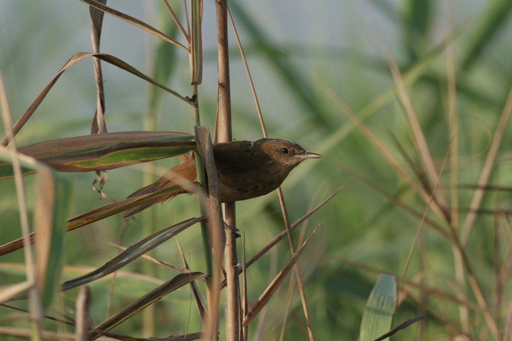 Acrocephalus stentoreus | Israeli Biodiversity Risk Assessments Project