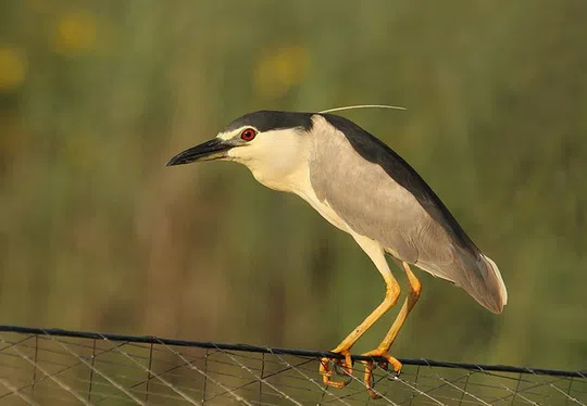 Nycticorax nycticorax photographed by Lior Kislev