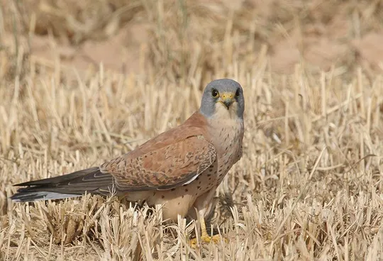 Falco naumanni photographed by Lior Kislev