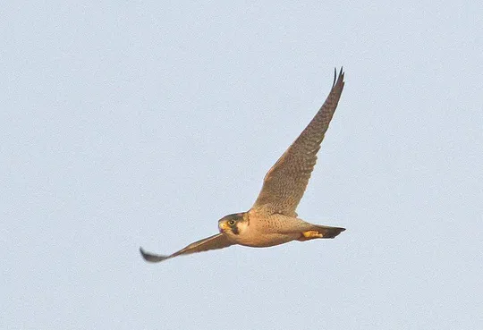 Falco pelegrinoides photographed by Lior Kislev