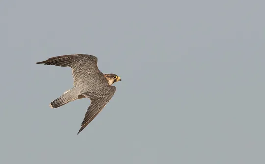 Falco pelegrinoides photographed by Lior Kislev