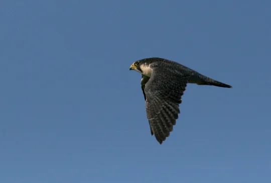 Falco peregrinus photographed by Asaf Mayrose