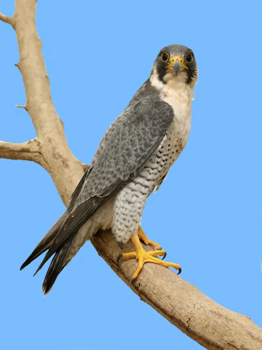 Falco peregrinus photographed by Ezra Hadad