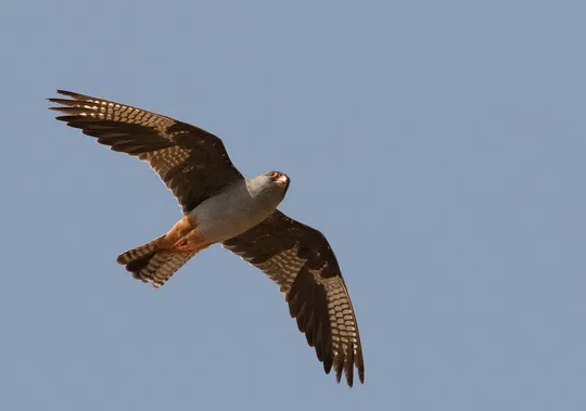 Falco vespertinus photographed by Lior Kislev