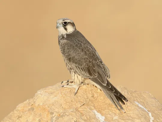 Falco biarmicus photographed by Ezra Hadad