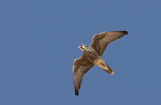 Falco biarmicus photographed by Lior Kislev