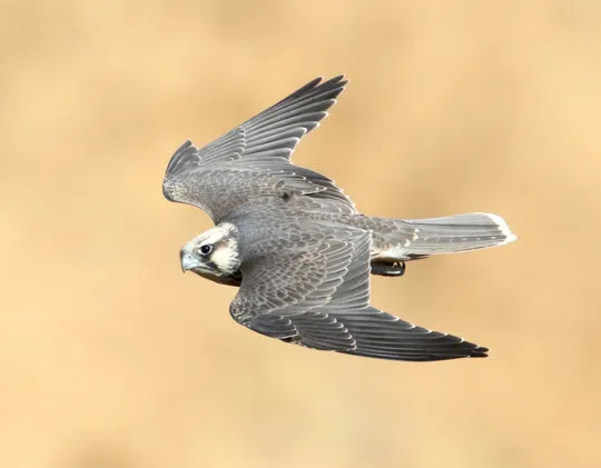 Falco biarmicus photographed by Ezra Hadad