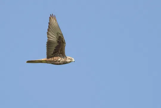 Falco cherrug photographed by Lior Kislev
