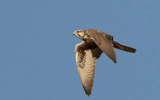 Falco cherrug photographed by Lior Kislev