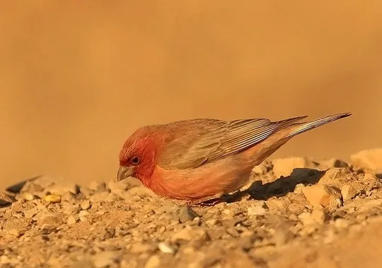 Carpodacus synoicus photographed by Lior Kislev