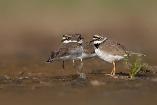 Charadrius dubius photographed by Moshe Cohen