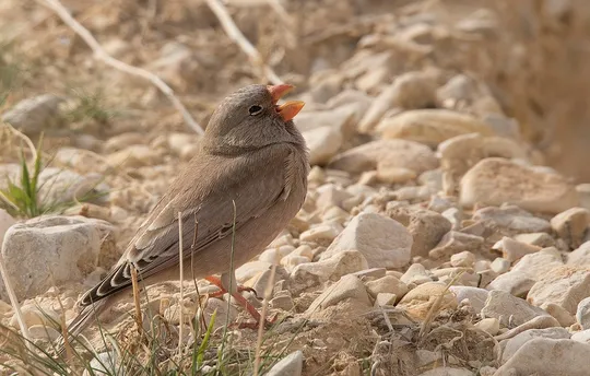 Trumpeter Finch photographed by Lior Kislev