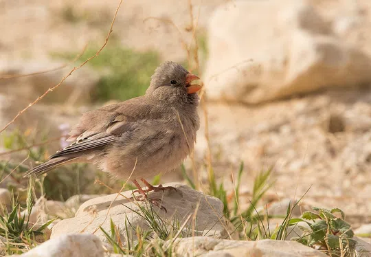 Trumpeter Finch photographed by Lior Kislev