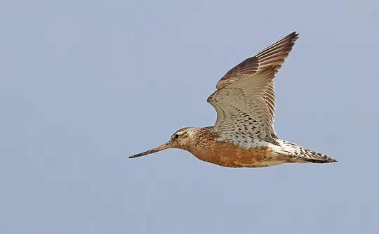 Limosa lapponica photographed by Lior Kislev