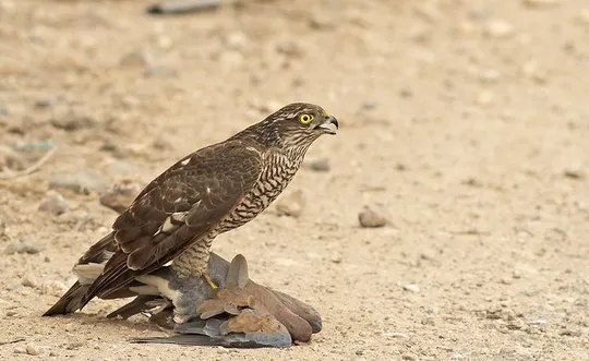 Accipiter nisus photographed by Lior Kislev
