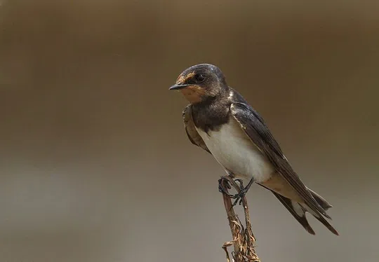 Hirundo rustica photographed by Lior Kislev