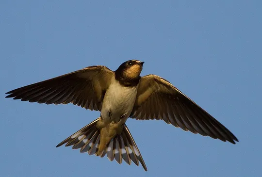 Hirundo rustica photographed by Lior Kislev