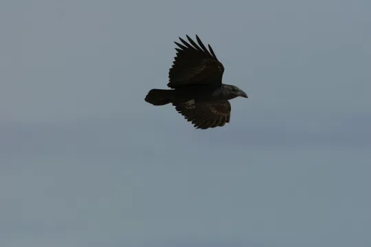 Corvus rhipidurus photographed by Asaf Mayrose
