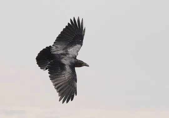 Corvus rhipidurus photographed by Lior Kislev