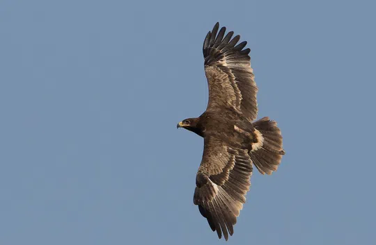 Aquila nipalensis photographed by Lior Kislev