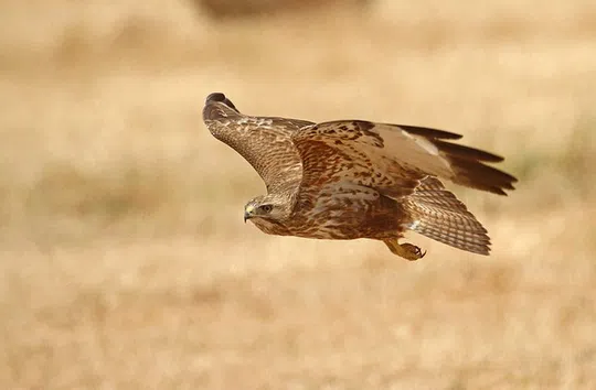Buteo buteo photographed by Lior Kislev