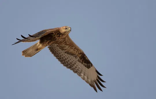Buteo rufinus photographed by Lior Kislev