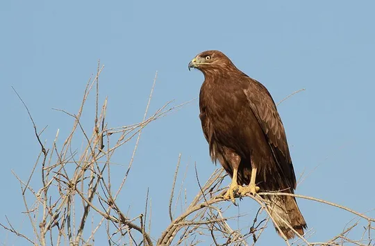 Buteo rufinus photographed by Lior Kislev