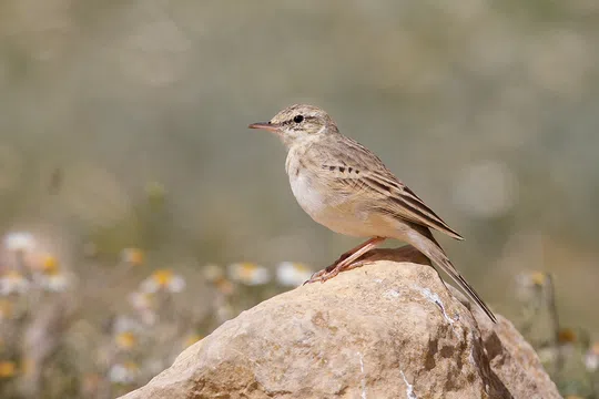 Anthus campestris photographed by Moshe Cohen